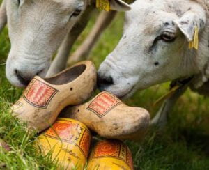 branderhorst-schapen-farmcamps