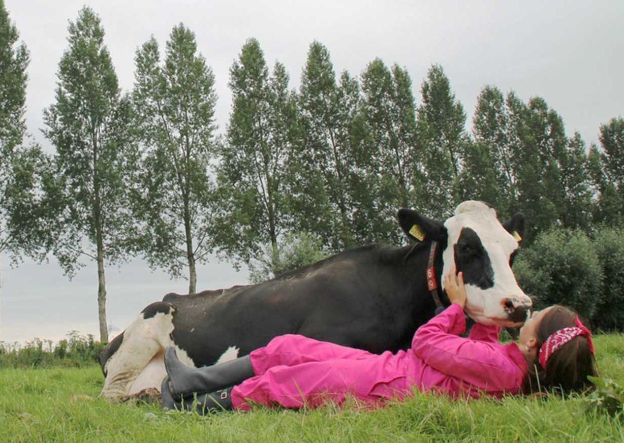 Koe Knuffelen In Gelderland Dat Doe Je Bij Knuffelboerderij Wammes